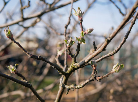 Fruit tree branch with buds and young leaves in spring. Close up macro