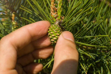 Man collects spring green pine cones close-upの写真素材