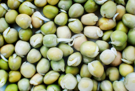 Sprouted green peas close-up, top view, macroの写真素材