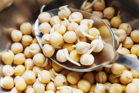 A lot of yellow sprouted peas and a metal spoon close-up, top viewの写真素材