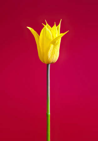yellow tulip without leaves on a red backgroundの写真素材
