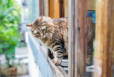 Adult brown cat stands in an open wooden window and looks downの写真素材