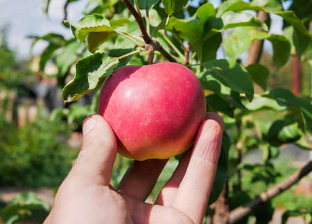 Male hand picks a ripe red apple from a tree. Close-upの写真素材