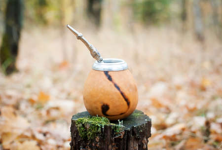Traditional drink yerba mate. Outdoors in the autumn forest. Close-upの写真素材