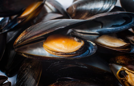 A lot of sea mussels in shells close-up. Macro