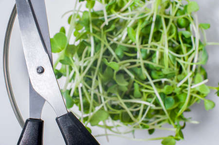 Scissors on the background of microgreens of radish in a bowl. Healthy food concept. Harvestの写真素材