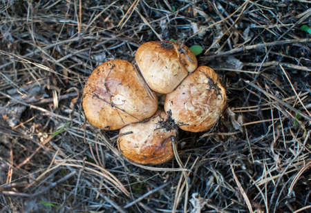 Four beautiful brown edible mushrooms grow in the forest among dry needles.の写真素材
