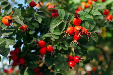 Ripe red rose hips growing on the plant. Close-upの写真素材
