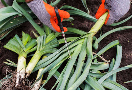 A man farmer in gloves holds a leek in his hands on the background of the earth close-up. Harvesting leeksの写真素材