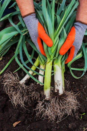 A man farmer in gloves holds a leek in his hands on the background of the earth close-up. Harvesting leeksの写真素材