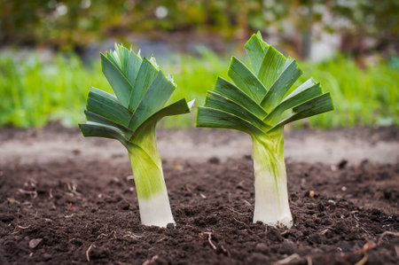 Harvesting leeks. Lots of large ripe leeks are lying on the ground. View from aboveの写真素材