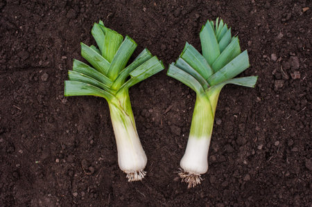 Harvesting leeks. One large ripe leeks are lying on the soil. View from above. Vertical