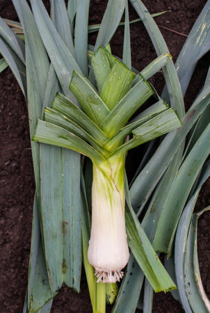 Harvesting leeks. One large ripe leeks are lying on the soil. View from above. Verticalの写真素材