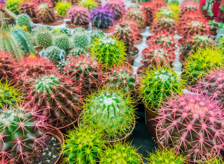 Many cacti grow in pots and are sold in the cactus market. Cacti in the nursery. Selective focusの写真素材