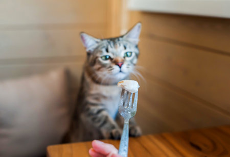 The cat eats with a fork from the hands of the house close-up on a wooden background. soft focusの写真素材