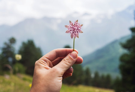 A beautiful flower in hand against the backdrop of mountains and alpine meadows. Love for nature, conceptの写真素材