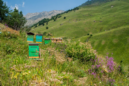 Apiary in the mountains in summer. Bee hives in nature