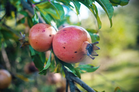 Ripe red pomegranate fruits on a tree close-upの写真素材