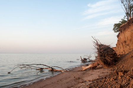 A fallen dry tree on a sandy steep seashoreの写真素材