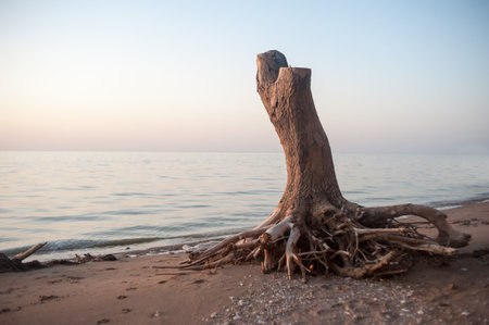 Dry tree with roots on the sandy seashoreの写真素材