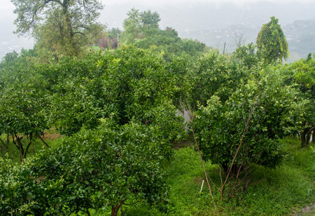 Garden with tangerine trees with green fruits in the rainの写真素材