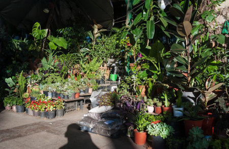 Seedlings of shrubs and conifers in pots in the plant nursery. Garden plant storeの写真素材