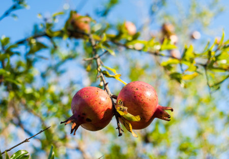 Ripe red pomegranate fruits on a tree close-upの写真素材