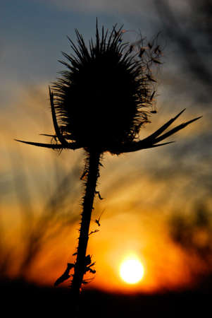spiny flower at sunrise in the meadowの写真素材