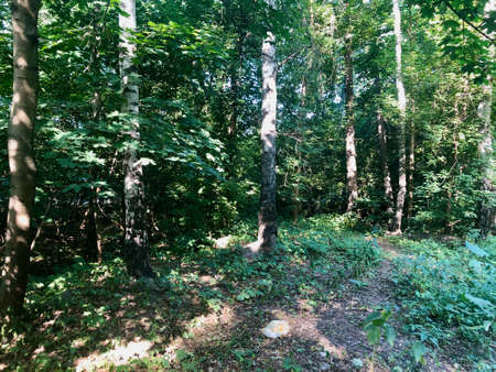 Hiking in forest during sunny day shows the real beauty of nature and effect that people done with it.の写真素材