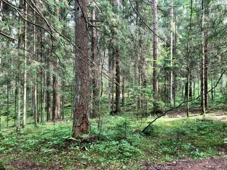 Ancient pine forest in Kareliaの写真素材