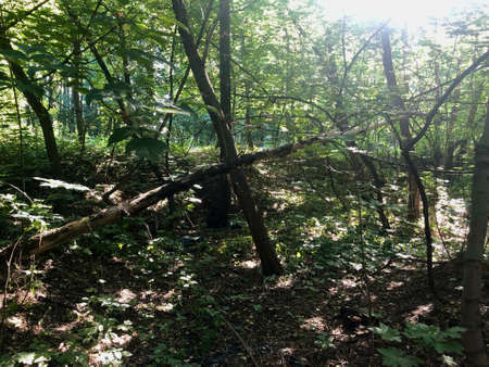 Hiking in forest during sunny day shows the real beauty of nature and effect that people done with it.の写真素材