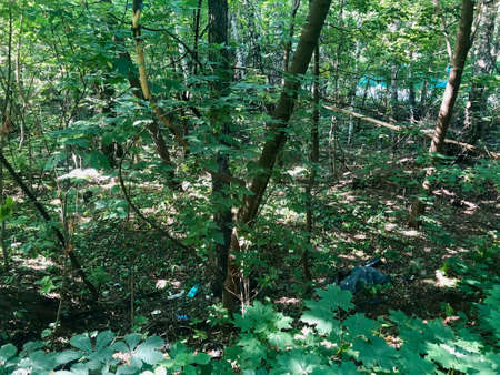 Hiking in forest during sunny day shows the real beauty of nature and effect that people done with it.の写真素材