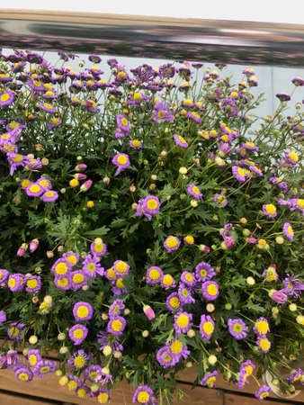 Small and beautiful meadow flowers is growing in the potの写真素材