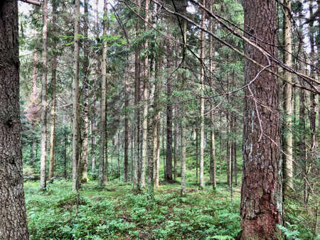 Ancient pine forest in Kareliaの写真素材