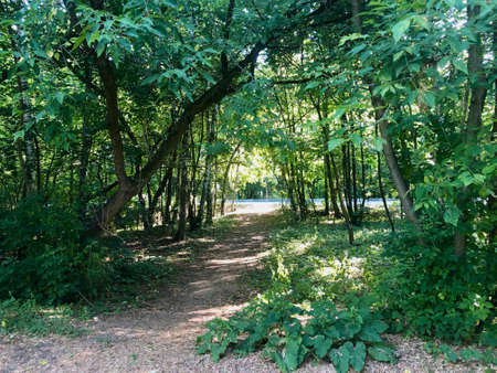 Hiking in forest during sunny day shows the real beauty of nature and effect that people done with it.の写真素材
