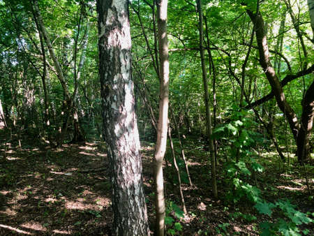 Hiking in forest during sunny day shows the real beauty of nature and effect that people done with it.の写真素材