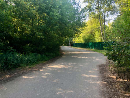 Road through the summer forestの写真素材