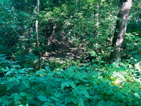 Hiking in forest during sunny day shows the real beauty of nature and effect that people done with it.の写真素材
