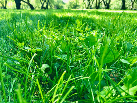 Absolute green grass in huge apple gardenの写真素材
