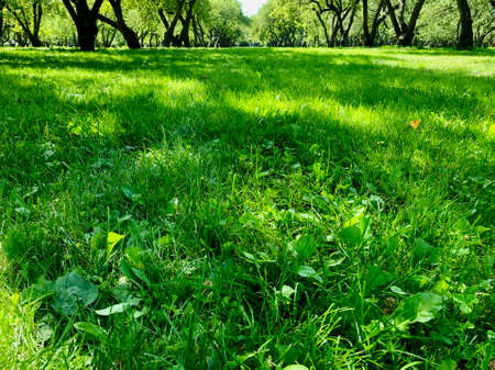 Absolute green grass in huge apple gardenの写真素材