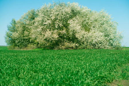 green field and forest stands in the winter season