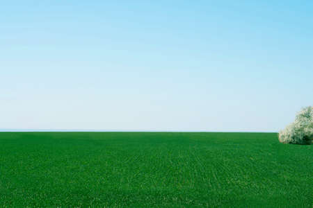 green field and forest stands in the winter seasonの写真素材
