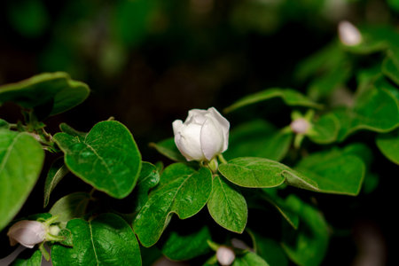 Blooming flower on a quince tree branch in spring