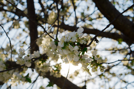 Tree branches covered with flowers with white petals in spring