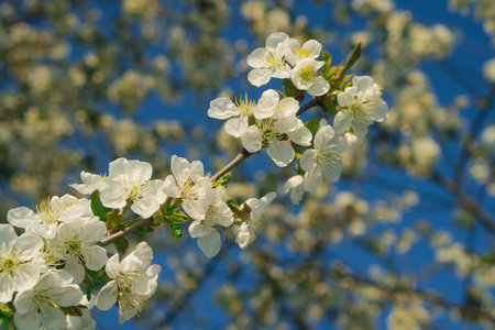 Tree branches covered with flowers with white petals in spring