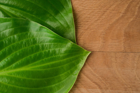 Green Leaves, Roadway Hosts, Shot Close-up Against Wooden Board Background