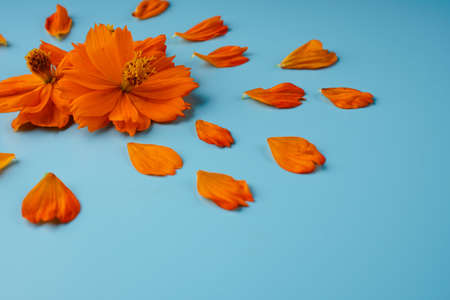 Three orange blossomed buds of the Kosmeya flower and petals scattered around them, on a blue backgroundの写真素材