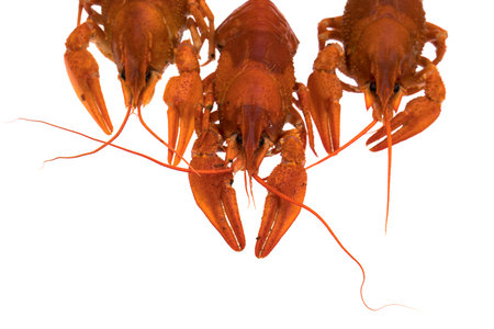 Red Crayfish, on a white background in isolation