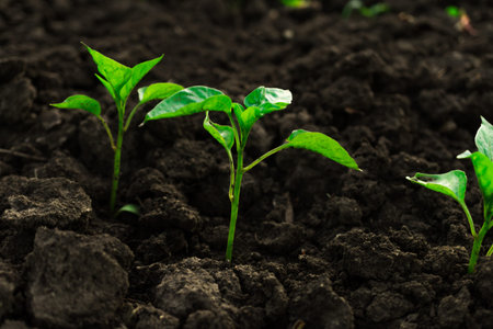 Young sprouts of pepper seedlings stick, out of the ground