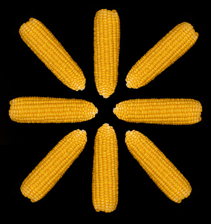 Heads of ripe corn, peeled from husk, folded in a circle on a black background